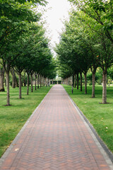 Beautiful park walkway paved with bricks leading through an avenue of trees, creating a serene and inviting atmosphere for a relaxing stroll