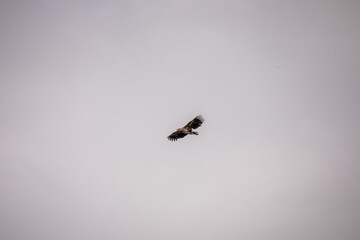 Majestätischer großer Vogel mit ausgebreiteten Flügeln am Himmel
