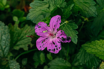 Close-up of a vibrant purple geranium flower with noticeable holes in its petals, while a small...
