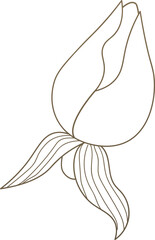 Vintage Flower Bud Sketch