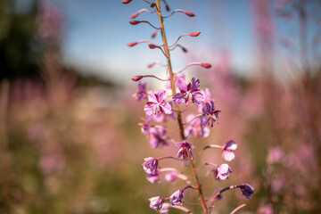 Rosa Blume in Nahaufnahme, lupinenähnlich, mit zarten Blütenblättern