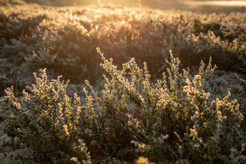 Morgenlicht auf gefrosteten Sträuchern in einer herbstlichen Landschaft


