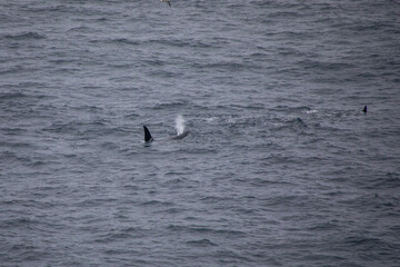 orcas im meer