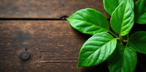 Fresh green leaves of paan plant on a wooden background, foliage, herbals
