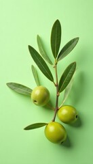 Fresh olive branch with olives on a soft pastel green background, floral, fresh olive, rustic
