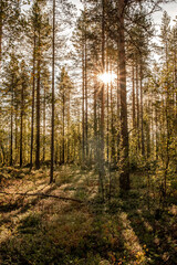 Sonnenstrahlen kommen zwischen den Bäumen durch