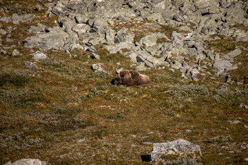Moschusochse im Dovrefjell Nationalpark