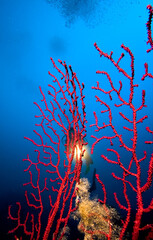 Diver shines on gorgonians in the Mediterranean sea.