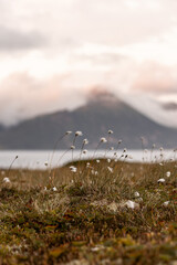 wollgras vor berg, meer und wolken