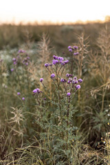 wildblume in norwegen