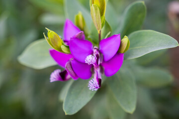 Close-up of a vibrant purple flower with green leaves