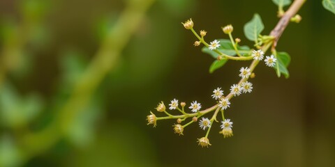 High-magnification image of sericea lespedeza cuneata stem featuring small, delicate flowers and leafy branches, foliage, leaves