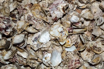 Many stacked oyster shells, mollusks that grow primarily in marine or brackish waters, belong to the family Ostreidae.