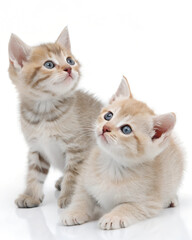 Obraz premium Beautiful little kittens and white background
