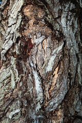 Dark bark of a large fallen tree