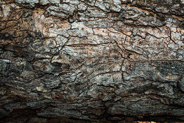Dark bark of a large fallen tree