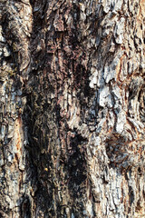 Dark bark of a large fallen tree
