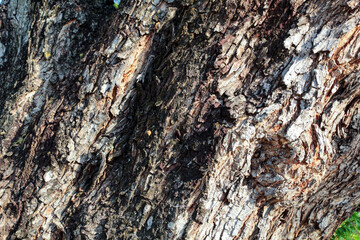 Dark bark of a large fallen tree