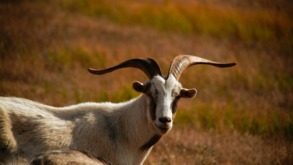 A herd of goats grazing in a dry field.
