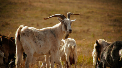 A herd of goats grazing in a dry field.