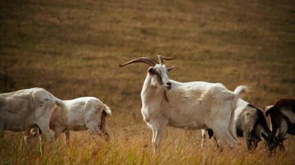 A herd of goats grazing in a dry field.