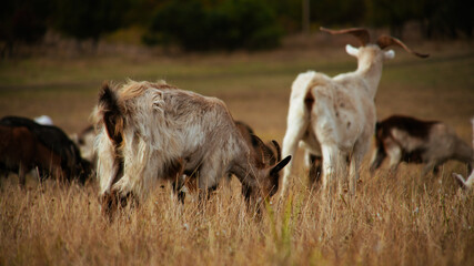 Obraz premium A herd of goats grazing in a dry field.