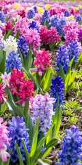 Fototapeta premium Group multicolored blooming hyacinths. Spring landscape.