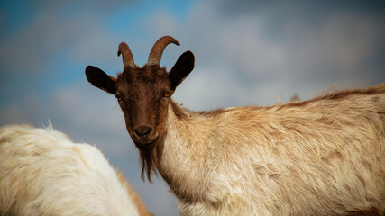 Majestic Goat with Large Curved Horns