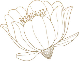 Vintage Flower Sketch