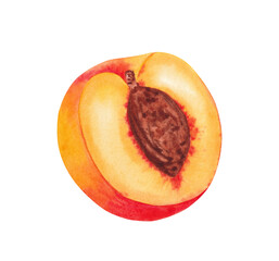 Peach Half showing Stone. Watercolor hand drawn illustration, isolated on white background.
