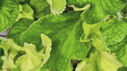 green leaf texture with detailed foliage pattern