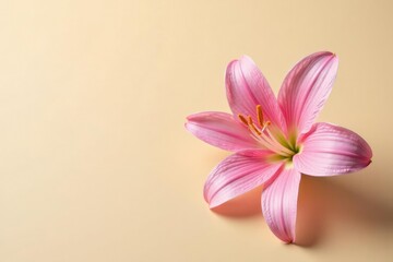 Naklejka premium Single rosepink Zephyr Lily bloom isolated on a beige surface, abstract, plain background, solitary bloom