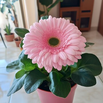 我が家にガーベラがやって来た｜そだレポ（栽培レポート）byどん