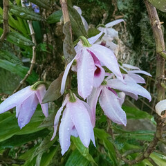 A Closer Look at Dendrobium Anosmum