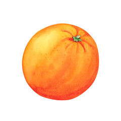Watercolor orange fruit. Hand drawn illustration isolated on a white background.