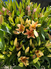 Obraz premium Huge bouquet of beautiful lilies