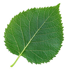 Obraz premium Detailed Green Leaf with Visible Veins on Transparent Background