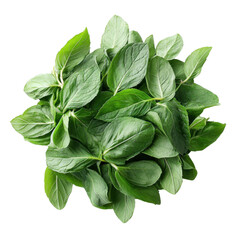 Fresh Green Basil Leaves Isolated on White Background for Cooking