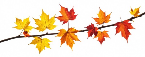 Vine branch with isolated yellow and red autumn leaves in white background, leafy greens, nature photography, solo leaves