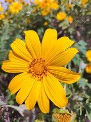yellow flower