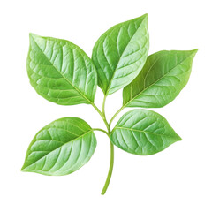 Obraz premium Fresh Green Leaves Isolated on White Background for Natural Themes