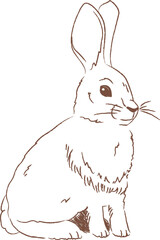 Rabbit Hand Drawn Sketch