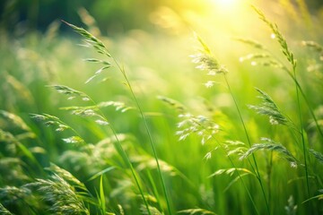 Softly swaying blades of green grass with a gentle texture, resembling a summer meadow, earthy tone, soft grass texture