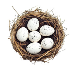 Obraz premium Isolated Twig Nest with Six Bird Eggs