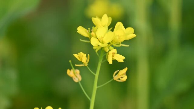 Mustard flowers. It is a plant species in the genera Brassica and Sinapis in the family Brassicaceae. Mustard seed is used as a spice and leaves used greens. Mustard farming. Yellow flower.
