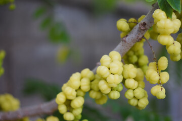 close-up of a branch with clusters of small, yellow, ribbed fruits. The fruits are attached directly to the branch and appear to be densely packed together.