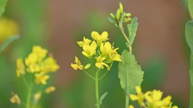 Mustard flowers. It is a plant species in the genera Brassica and Sinapis in the family Brassicaceae. Mustard seed is used as a spice and leaves used greens. Mustard farming. Yellow flower.