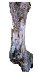 tree trunk isolated on tranparent background. Atlantic forest, tropical tree.	