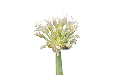 Fresh onion (Allium cepa) and leek flowers isolated on transparent background