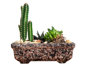 Arrangement of succulent plants and cacti. Houseplants with succulent flowers in textured ceramic pot. Isolated on transparent background.